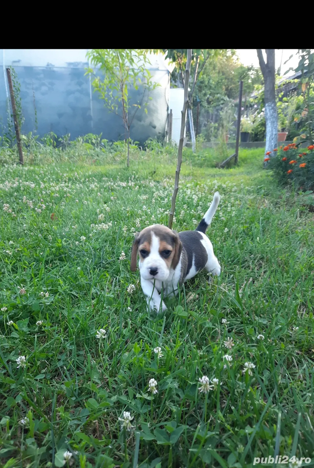 catelusa beagle