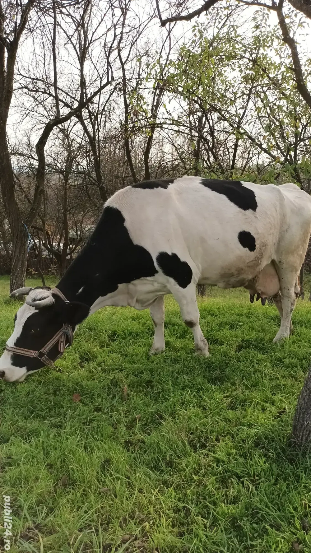 Vând vacă de 6 pe 7 ani