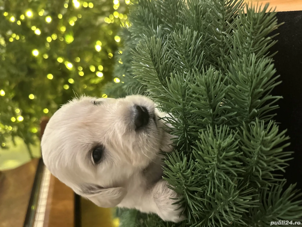 Vânzare pui de Golden Retriver 