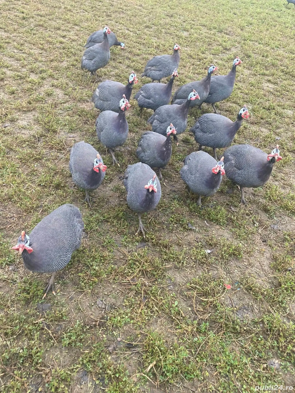 Vand bibilici tinere ! 