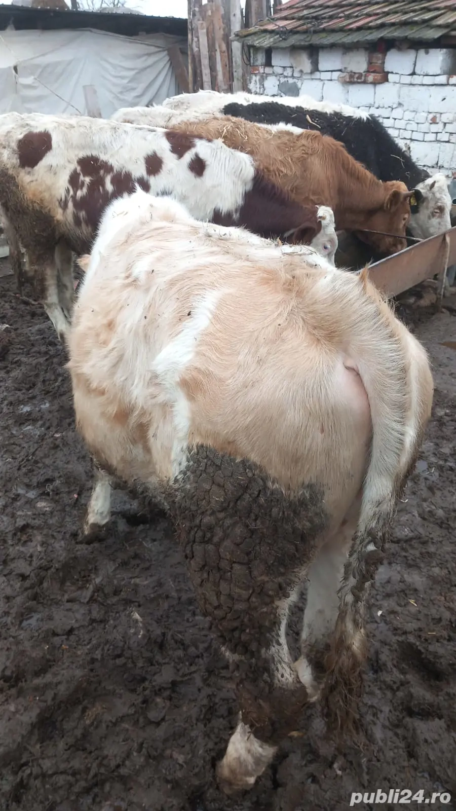 Vind viței bălțata romînească 