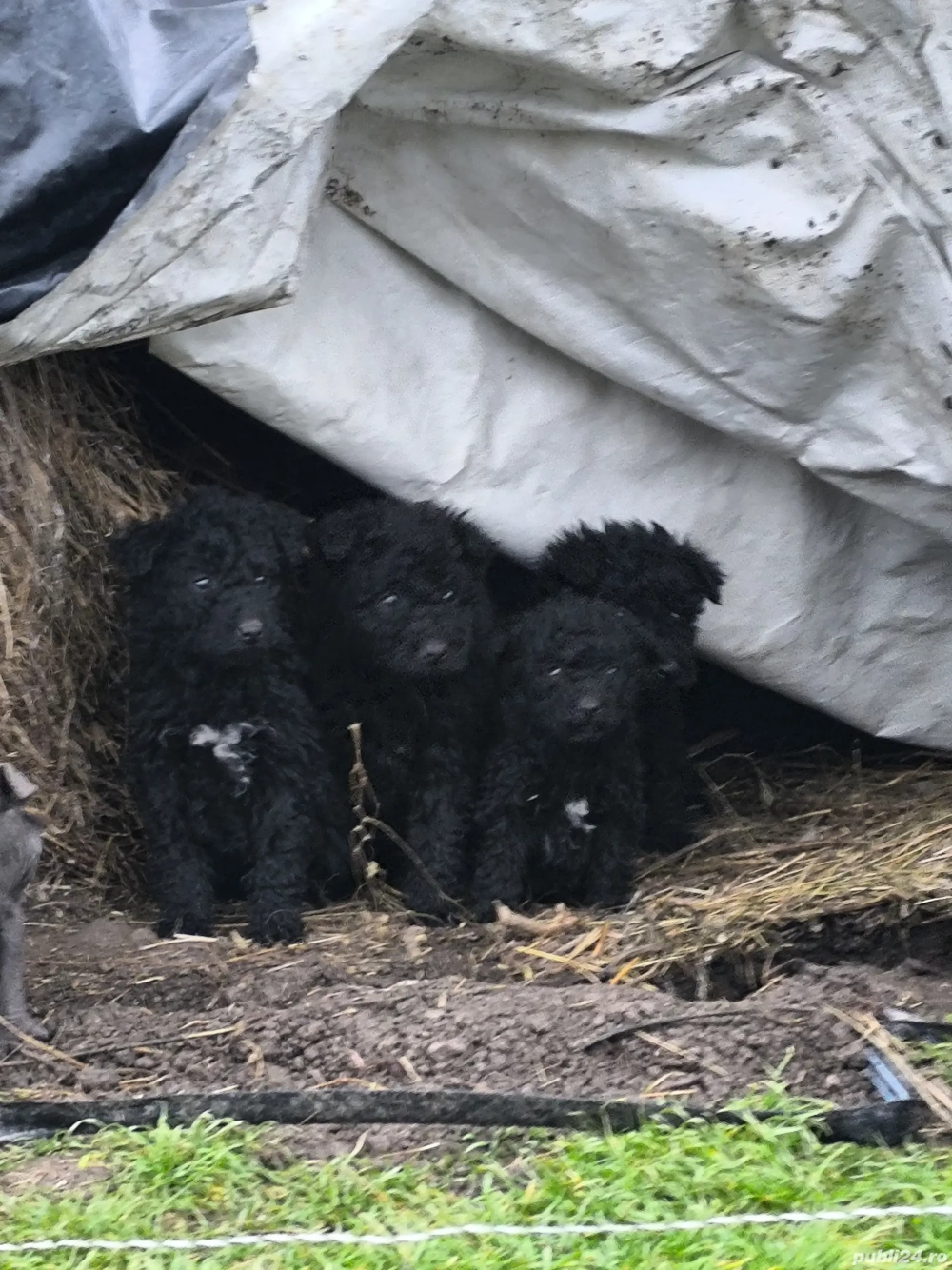 Căței de întors oi