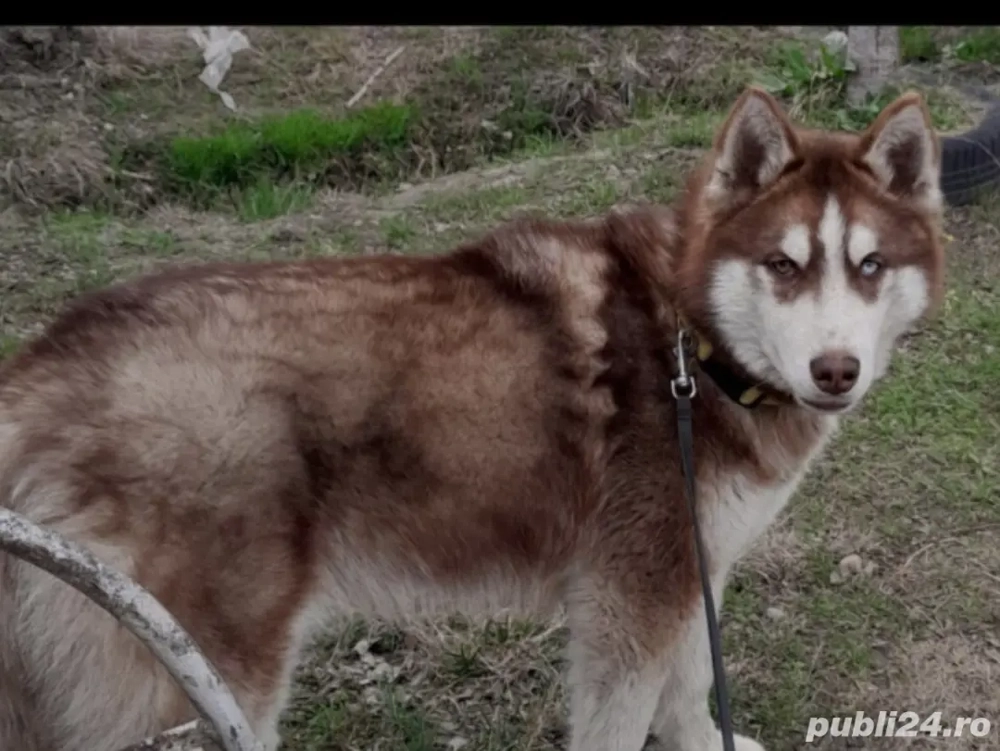 Husky siberian-servicii!