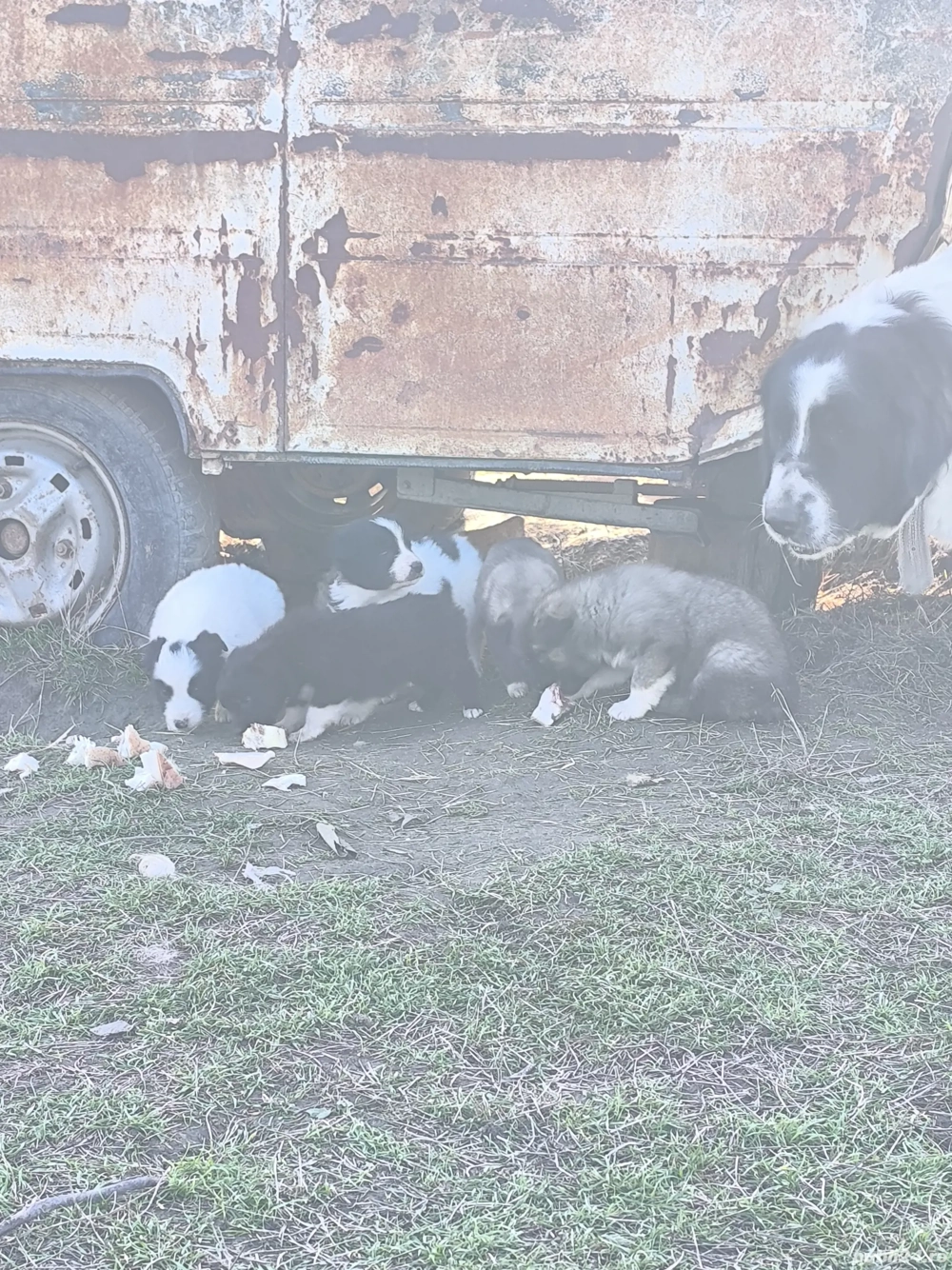 Căței ciobănești 