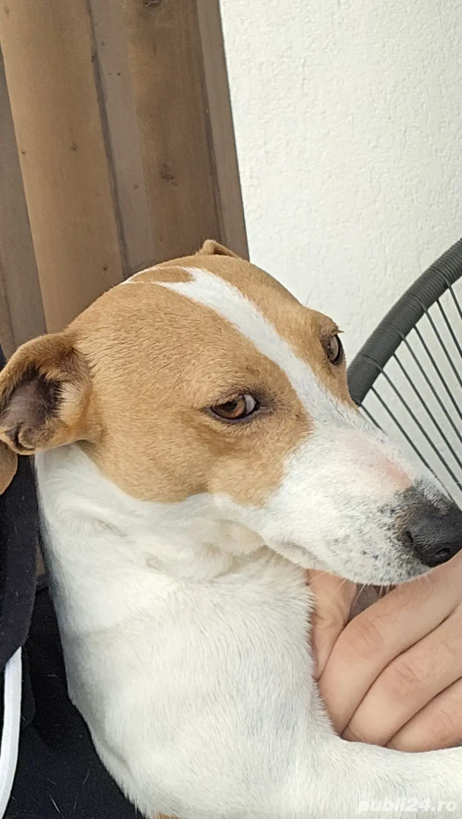 Donez Jack Russel rasa