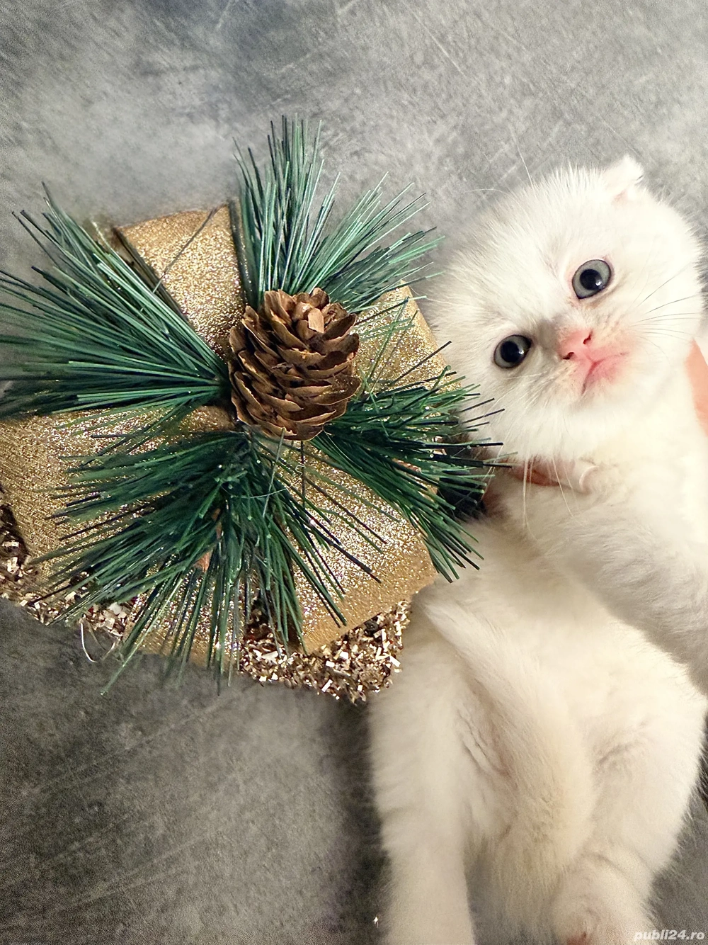 Pui British   Scottish   crescuți corect