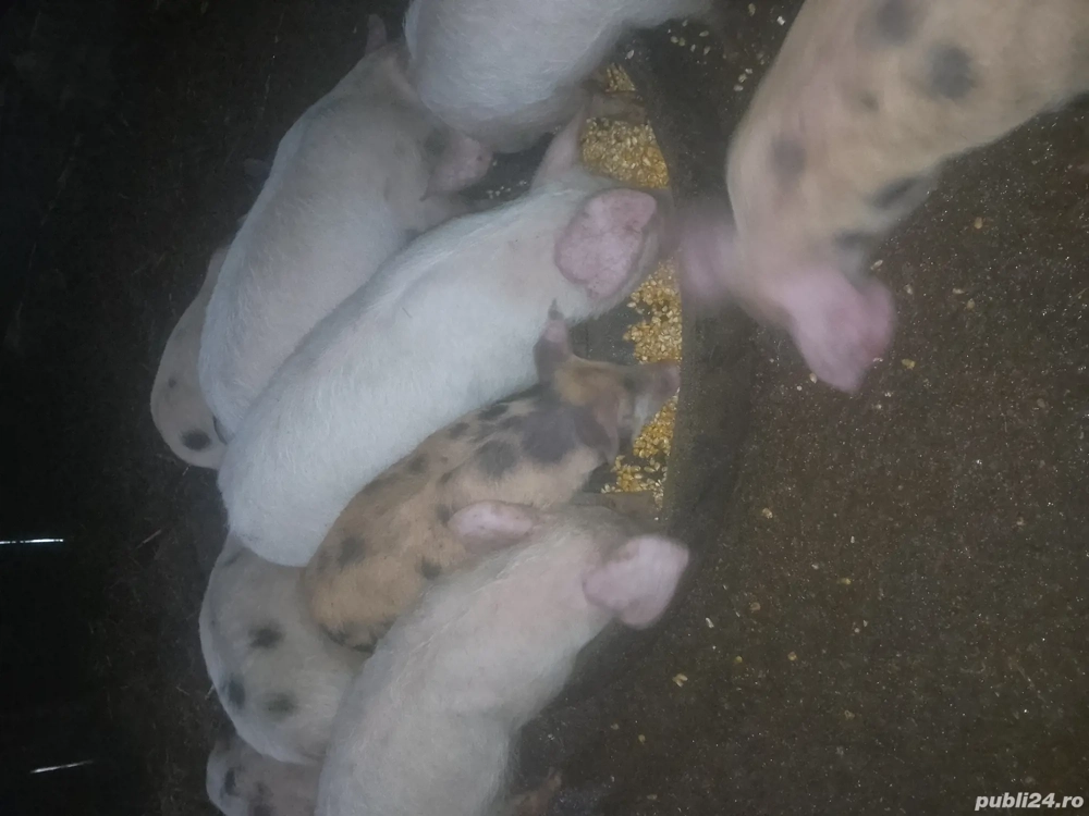 Purcei de două luni jumate 