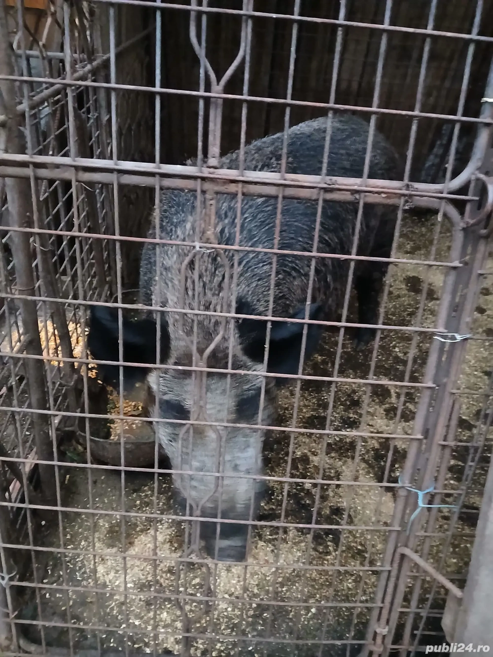 Vând vier mistreț.