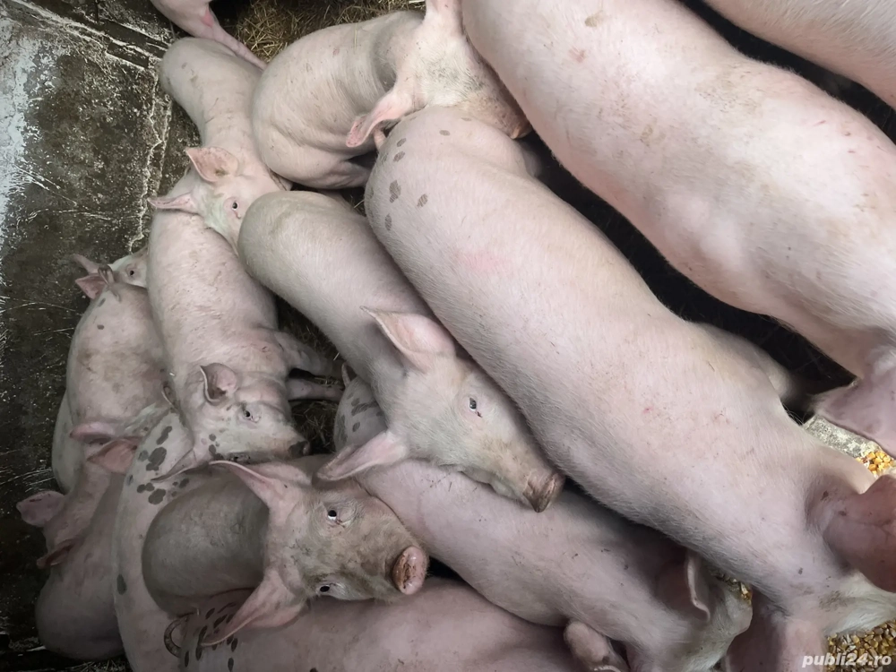 Purcei de vânzare 35 - 40 kg