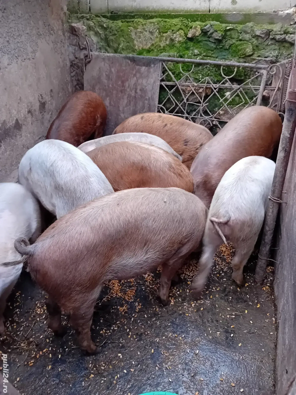 Godaci rasa de carne 40-45 kg