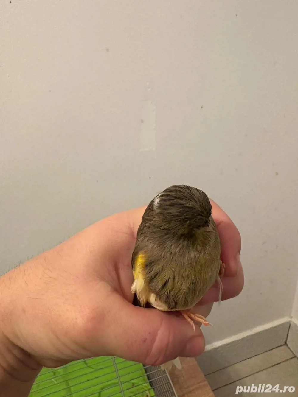 Vand Canarita Glooster