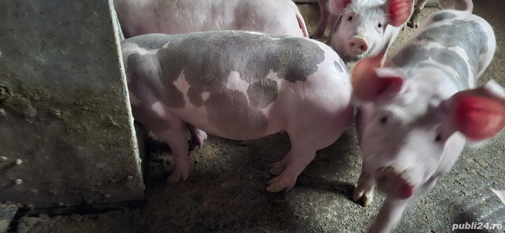 vand pietran reproductie 