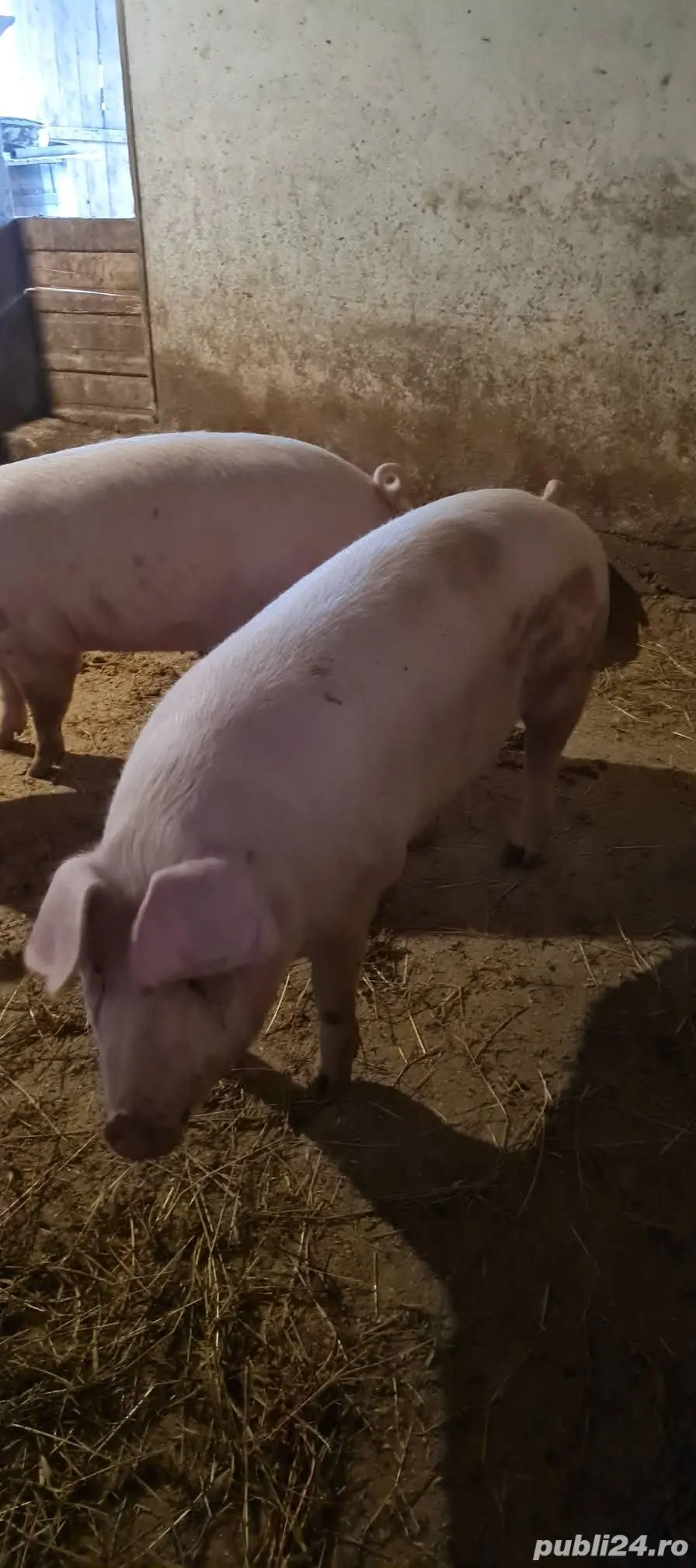 Vand porci 140-150kg Vânju Mare ,Mehedinți,  Porci crescuți în gospodărie 