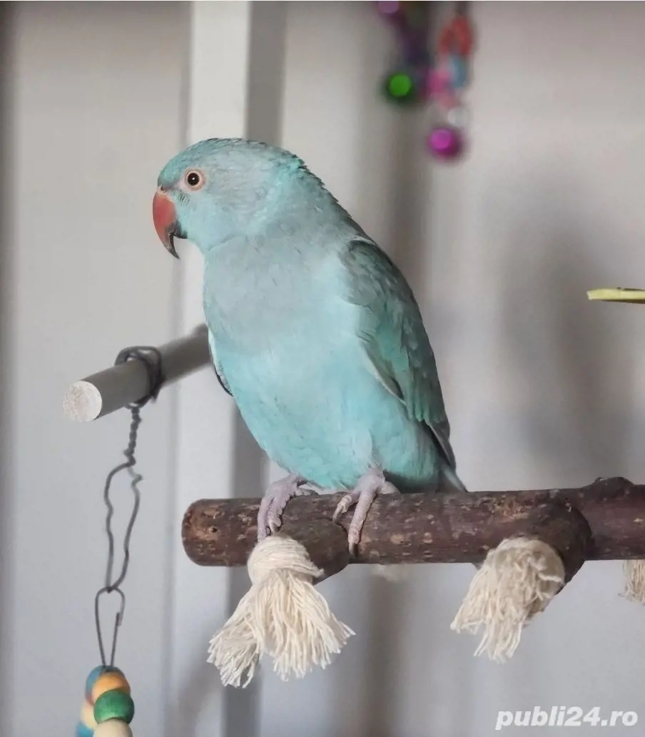 Papagal Micul Alexandru + colivie