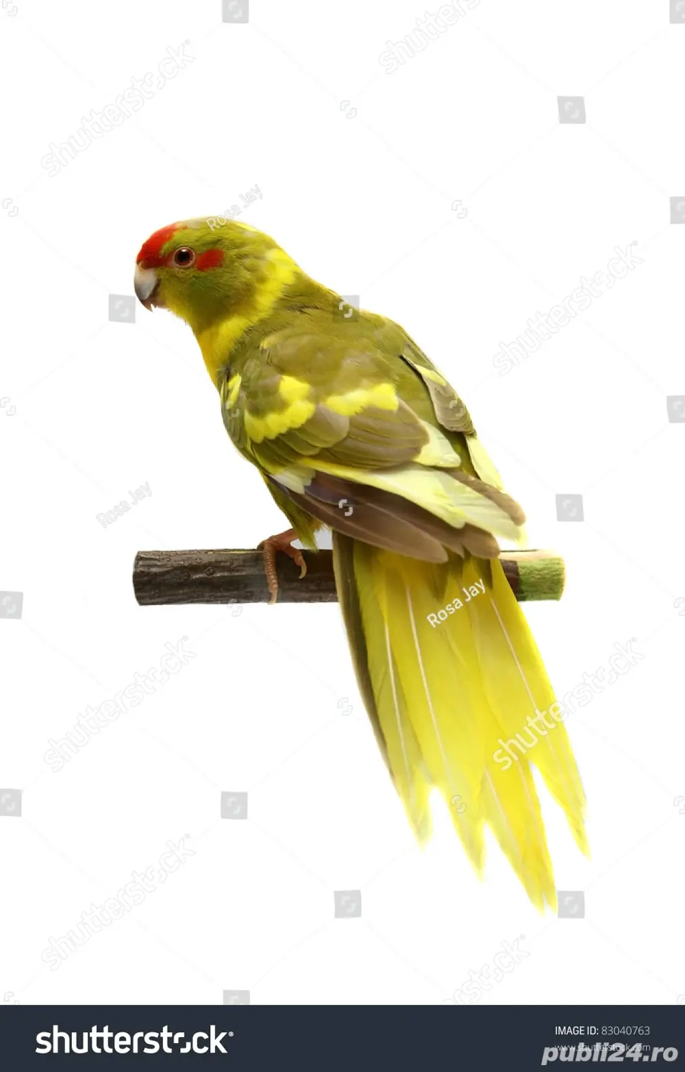 Vand Papagali Kakariki