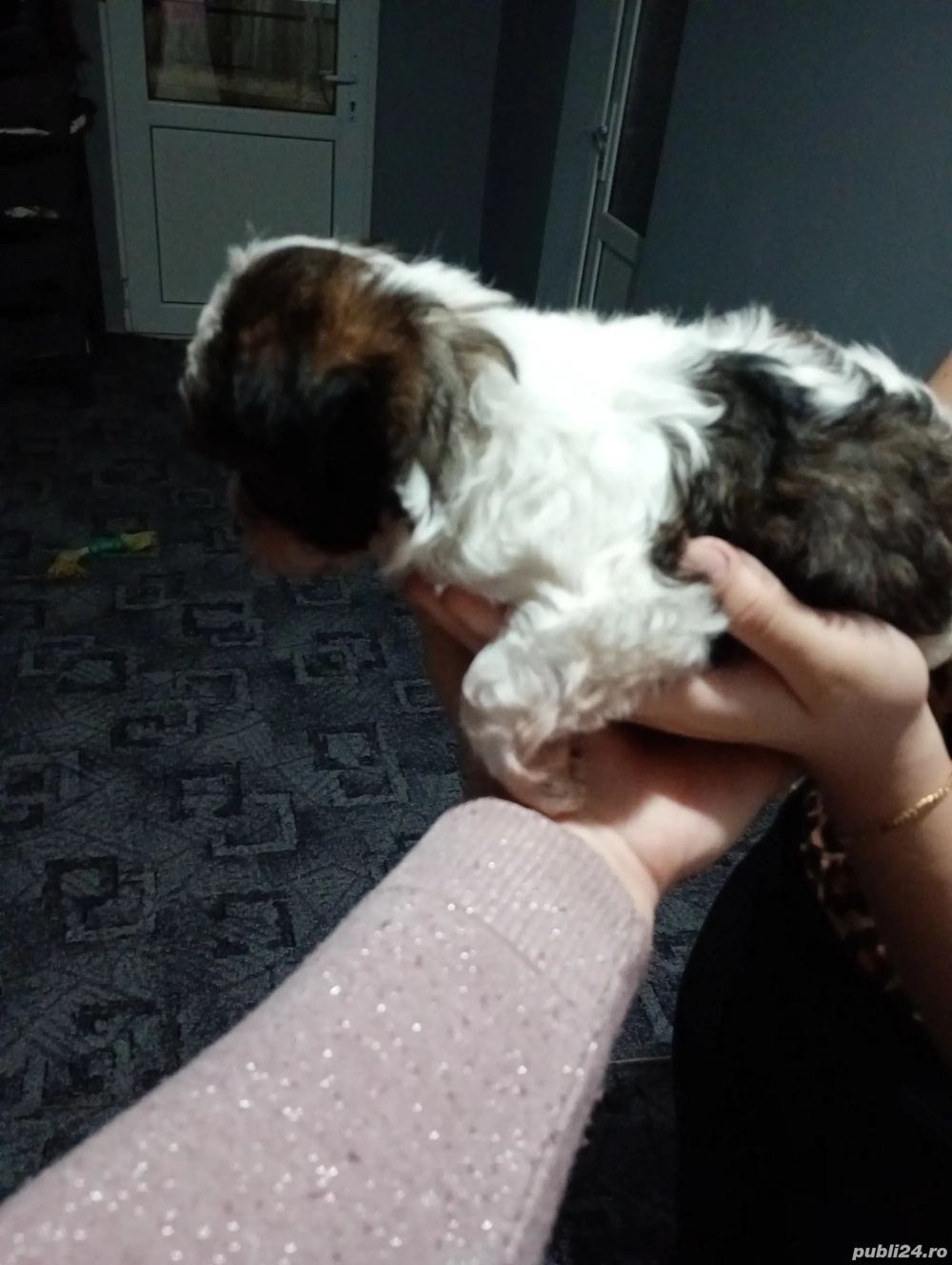 Bichoni maltezi talie mică 