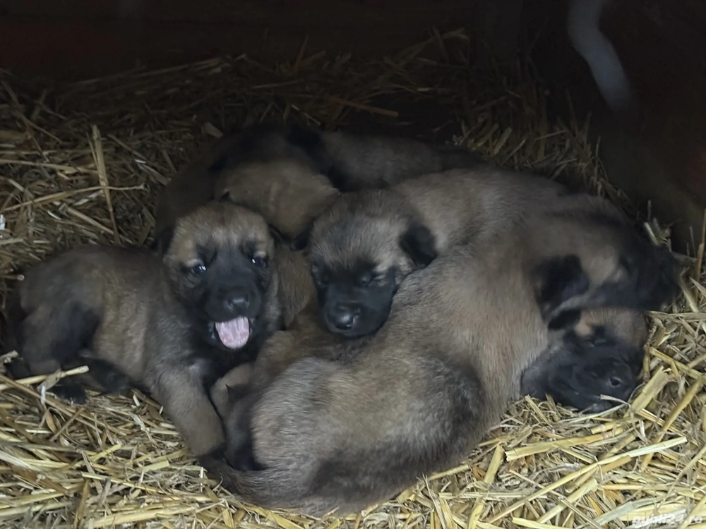 Vând căței ciobănesc belgian 