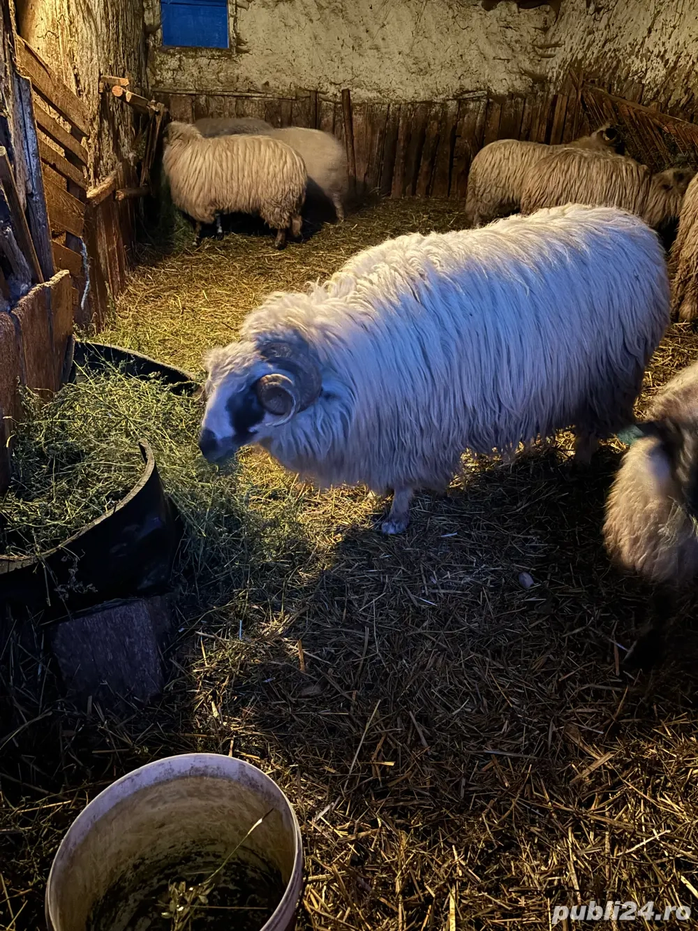 berbec breaz si tap La Mancha