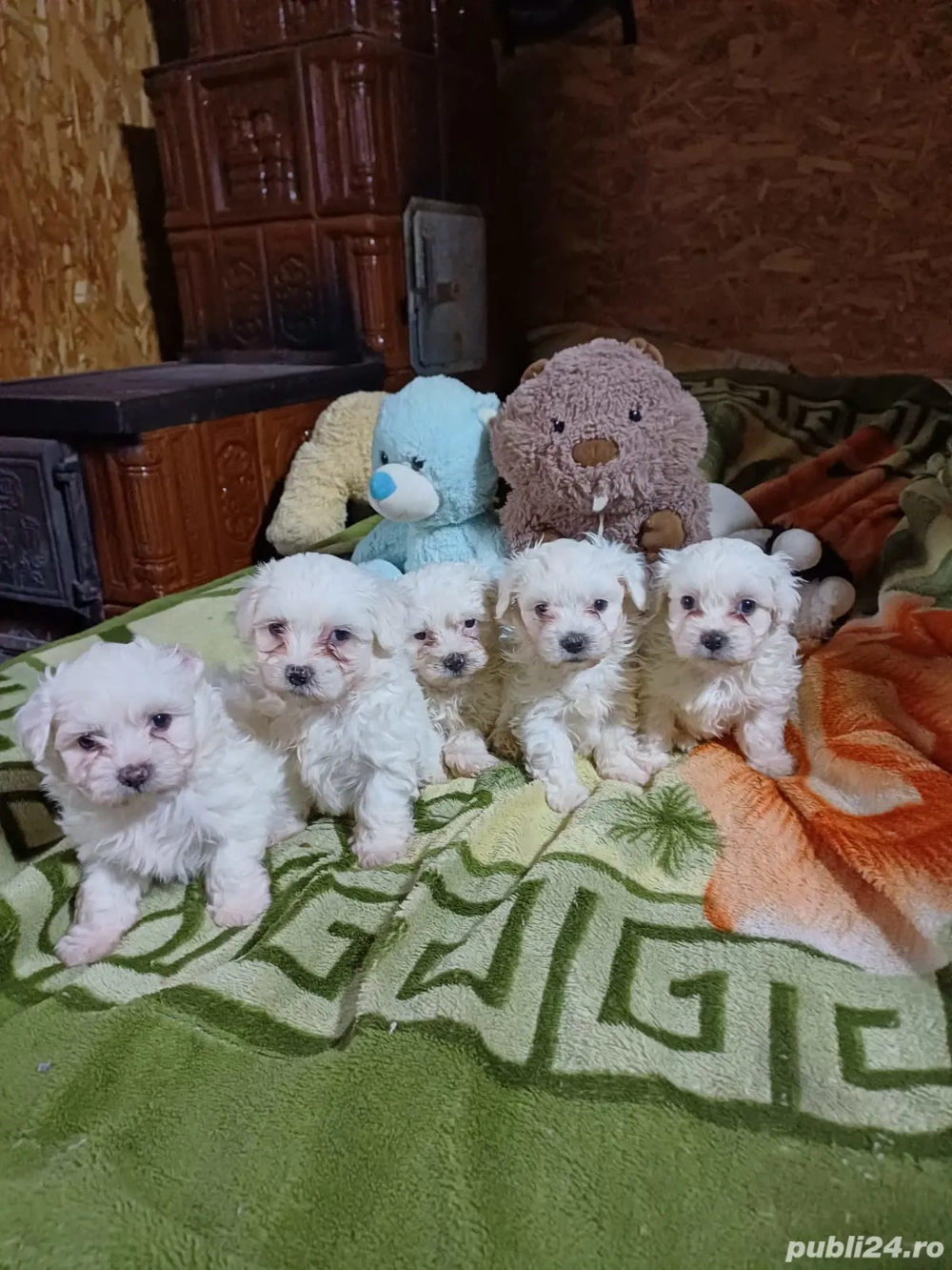 Cățeluși bichoni maltese 