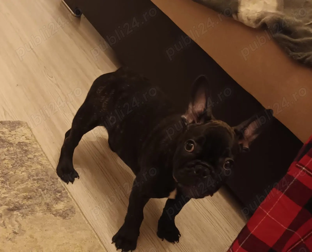 Vand pui buldog francez.Are 4 luni