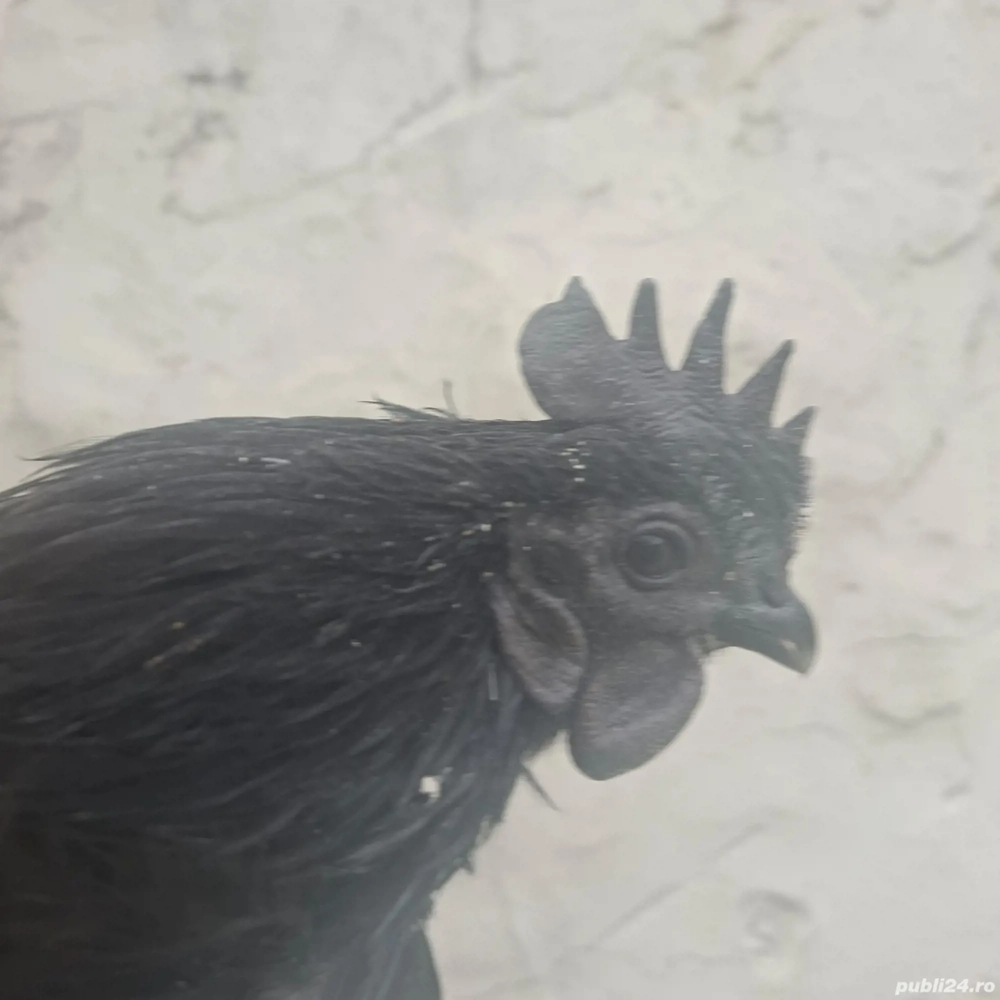 Cocos Ayam Cemani 