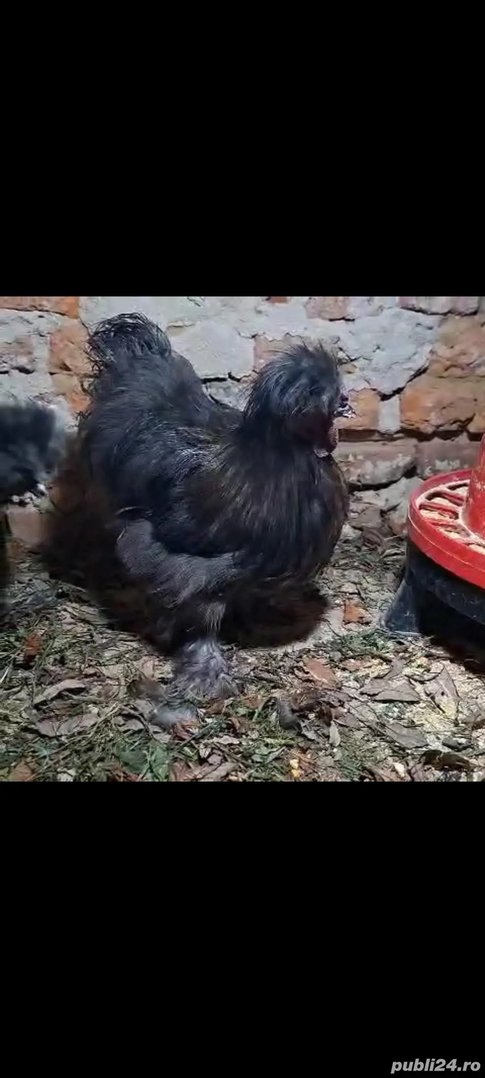 Cocos Mătase Japoneză negru