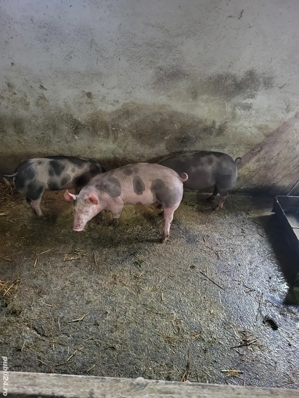 Vand 3 grasuni pietrani