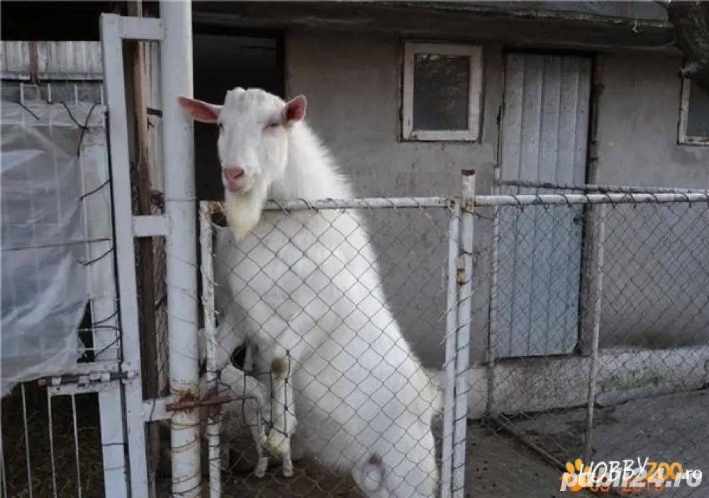 De vanzare tap saanen