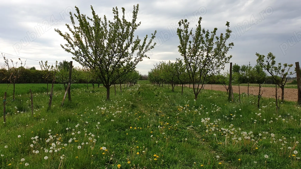 Vând teren intravilan de 25 ari (2 locuri de casa) în Micula Nouă