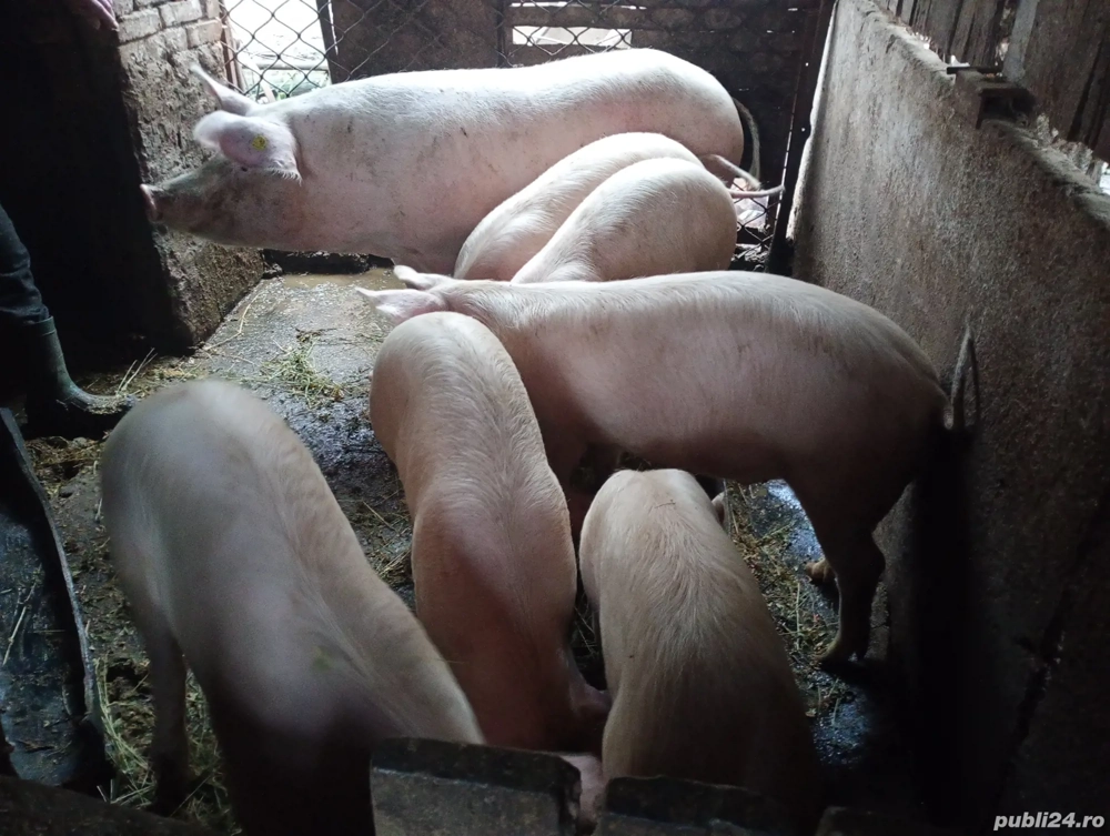 Vând purcei la 60'70, kg