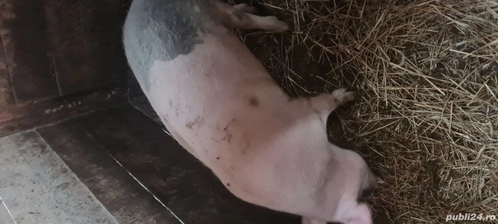 porci pentru sacrificat