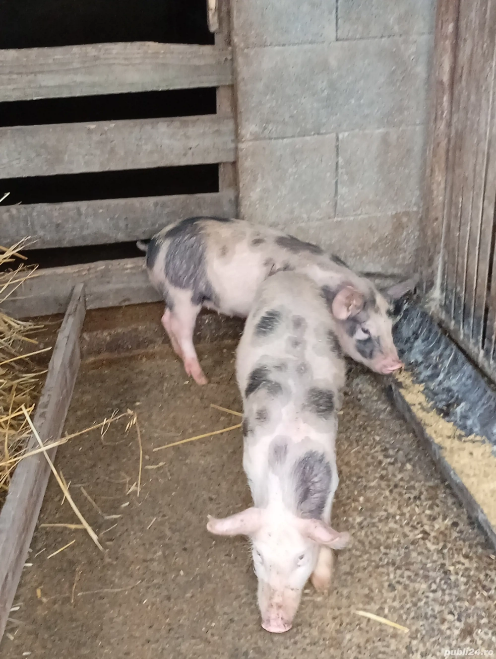 purcel și scrofiță 10 săptămâni 