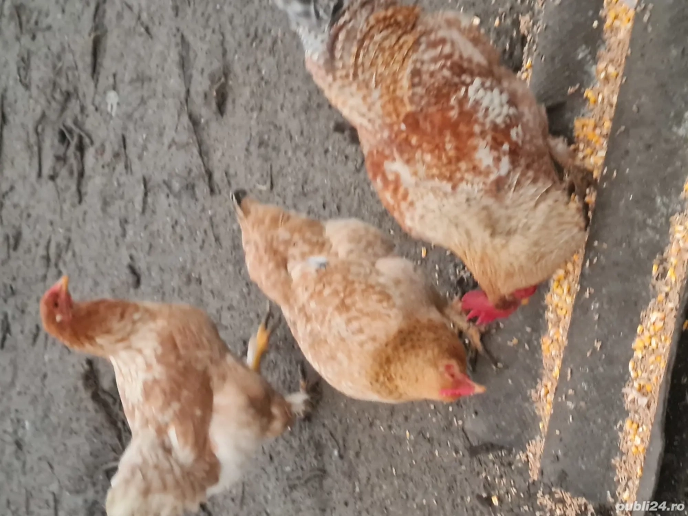 cocoși pentru sacrificat sau reproductie