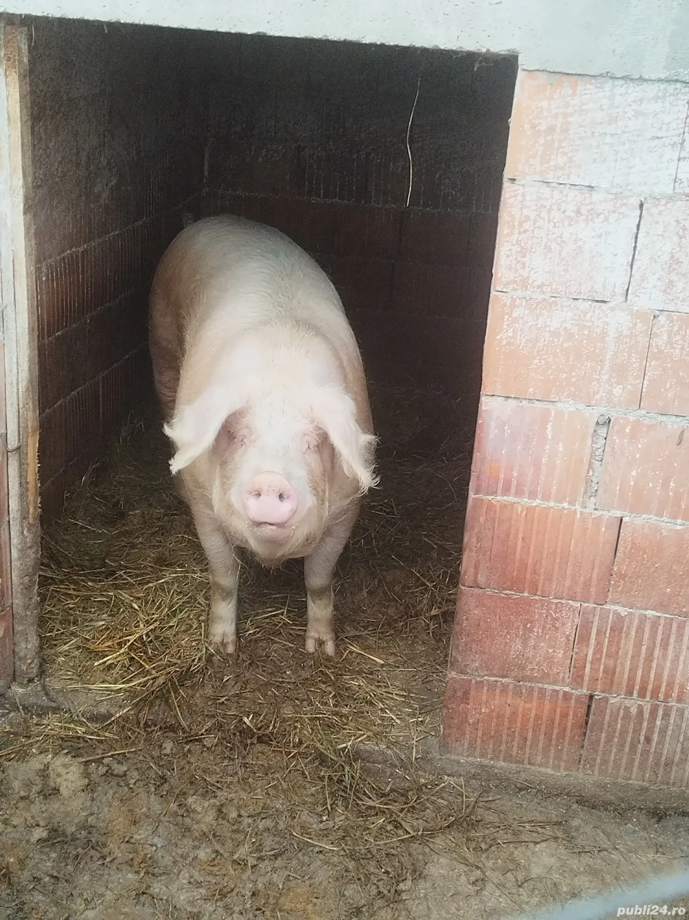 De vanzare pentru taiat