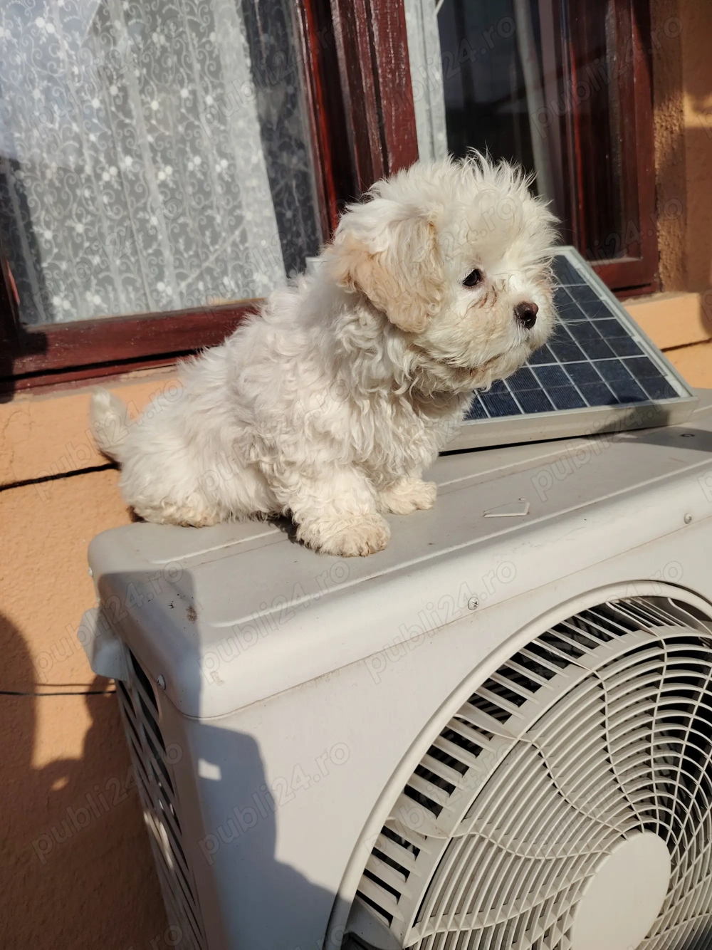 Cadou de sărbători 1Băiat  Bichon maltez.