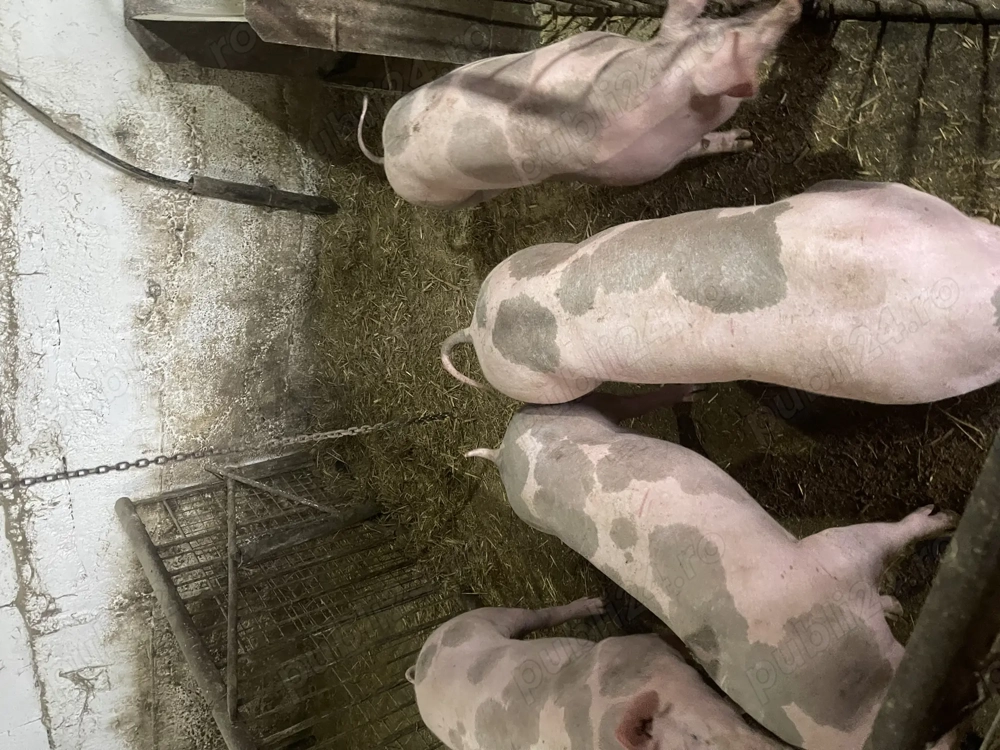 Purcei pietrain de vanzare