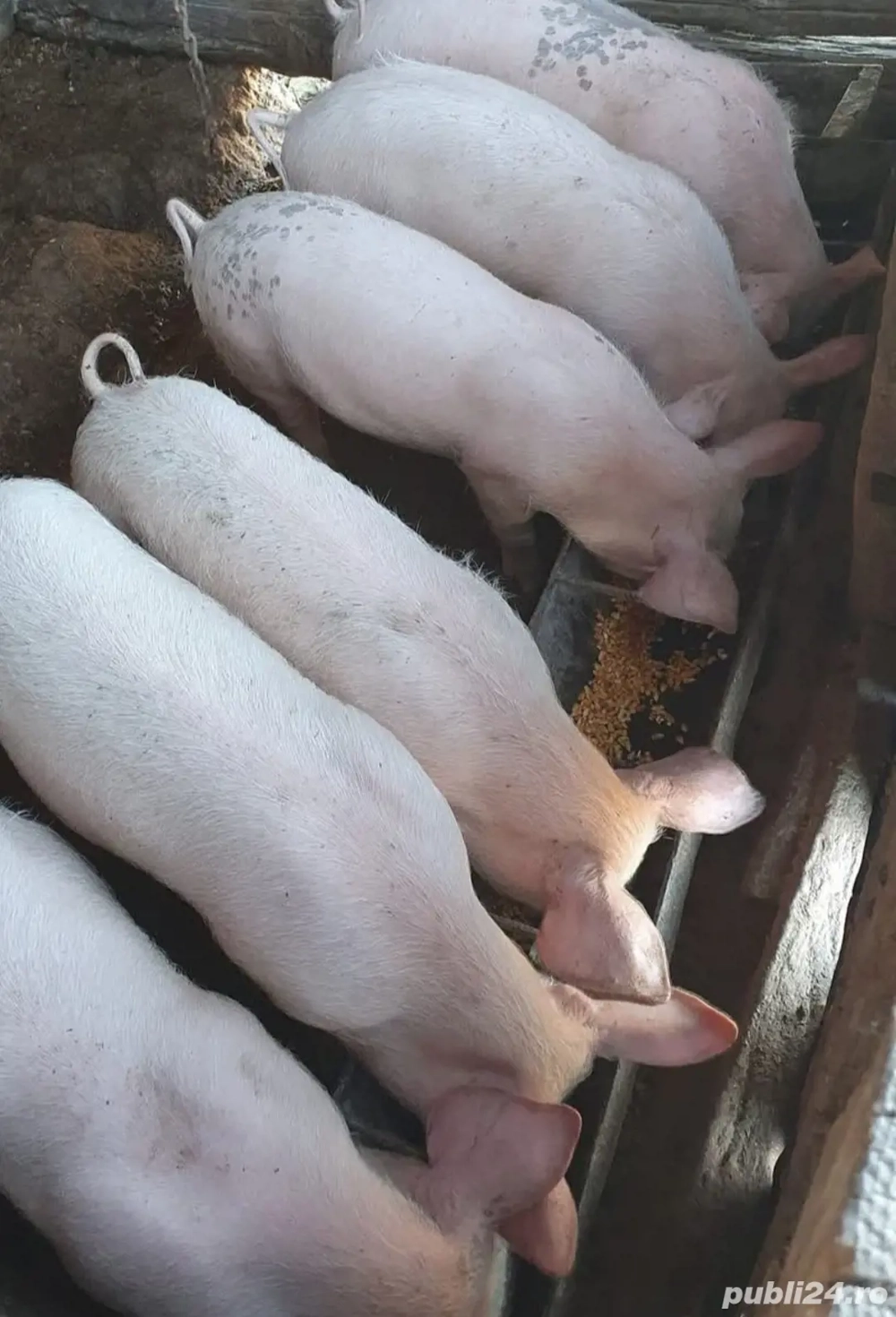 Grasuni  rasă de carne 30 kg