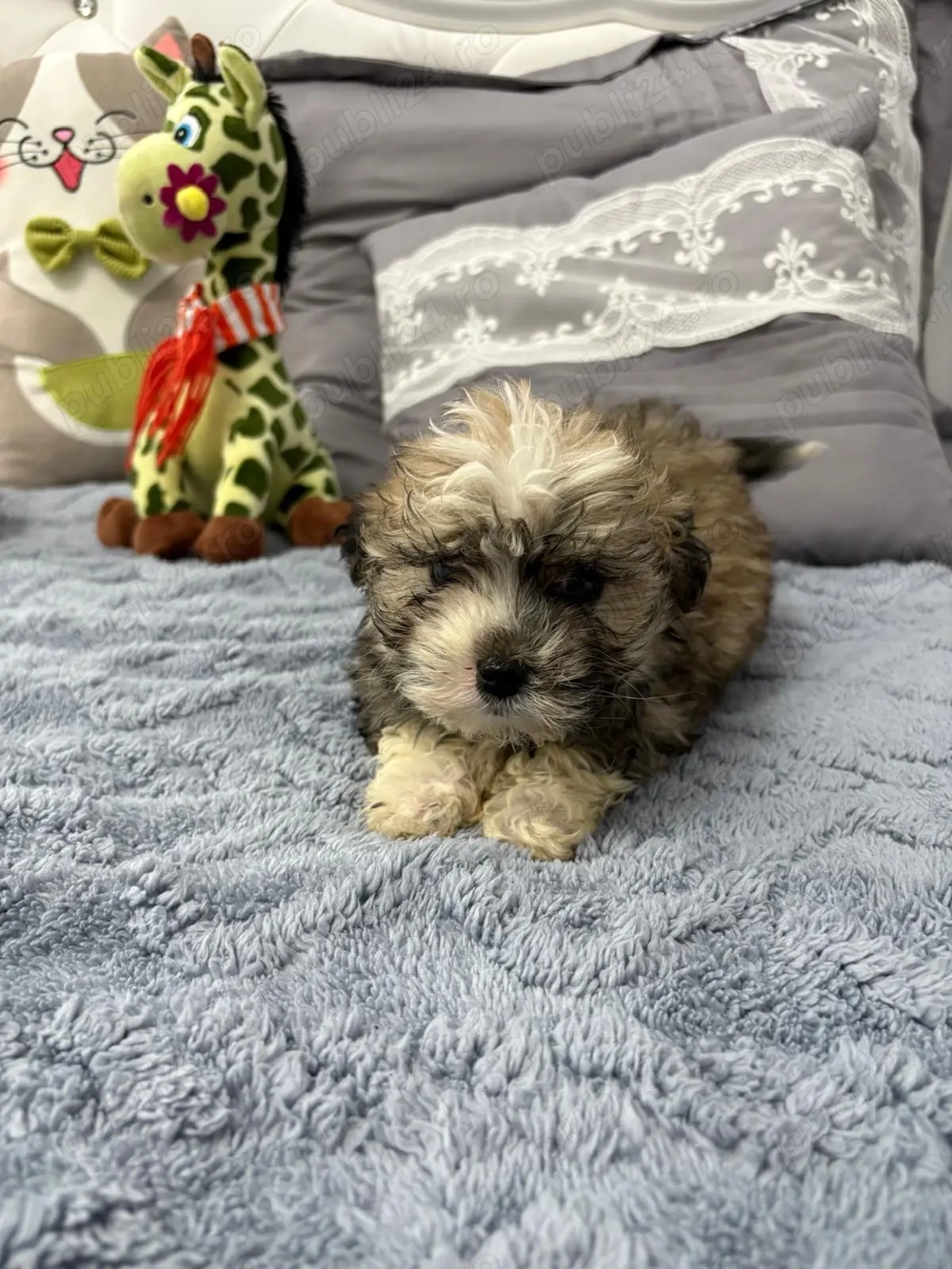 Bichon maltez talie mică Fetita