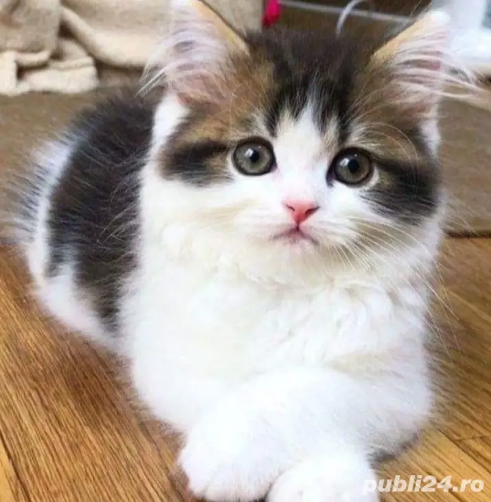 Siberiană de Pădure 