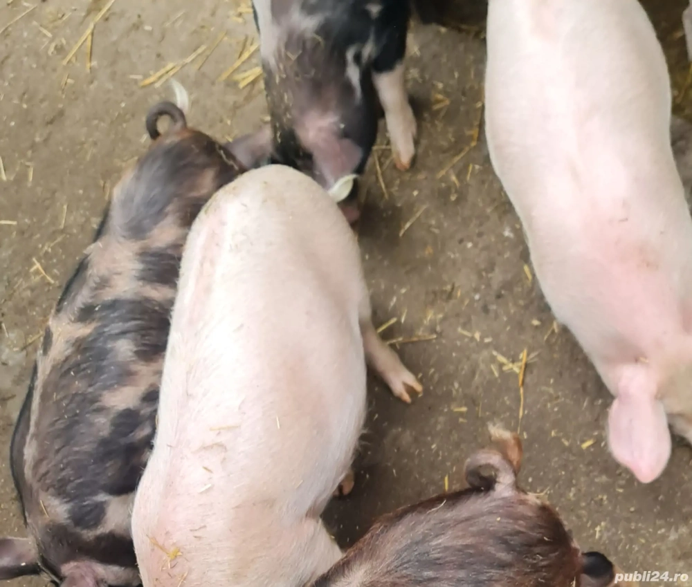 Porci de vânzare   purcei 3 luni, porci tineri 6 luni și scroafă mare