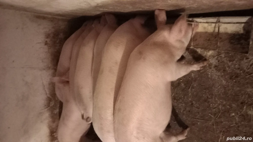 Porci de carne de vanzare.