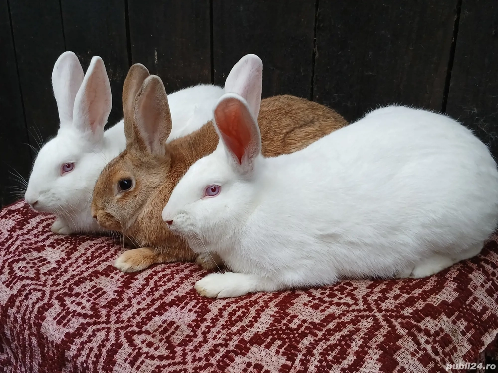 Iepuri hycole francez 