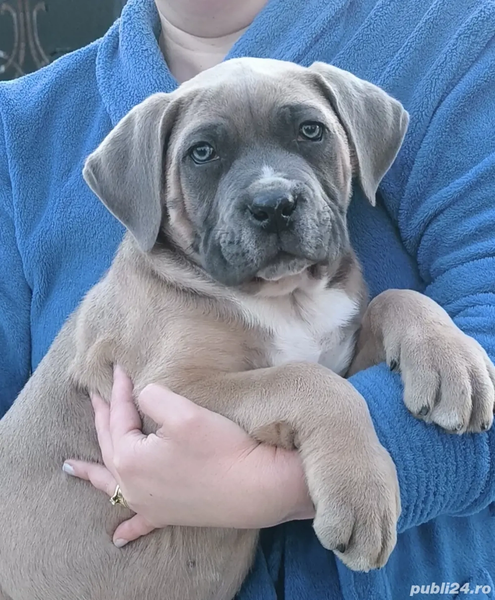 Mascul Cane Corso,3 luni, cu Pedigree+