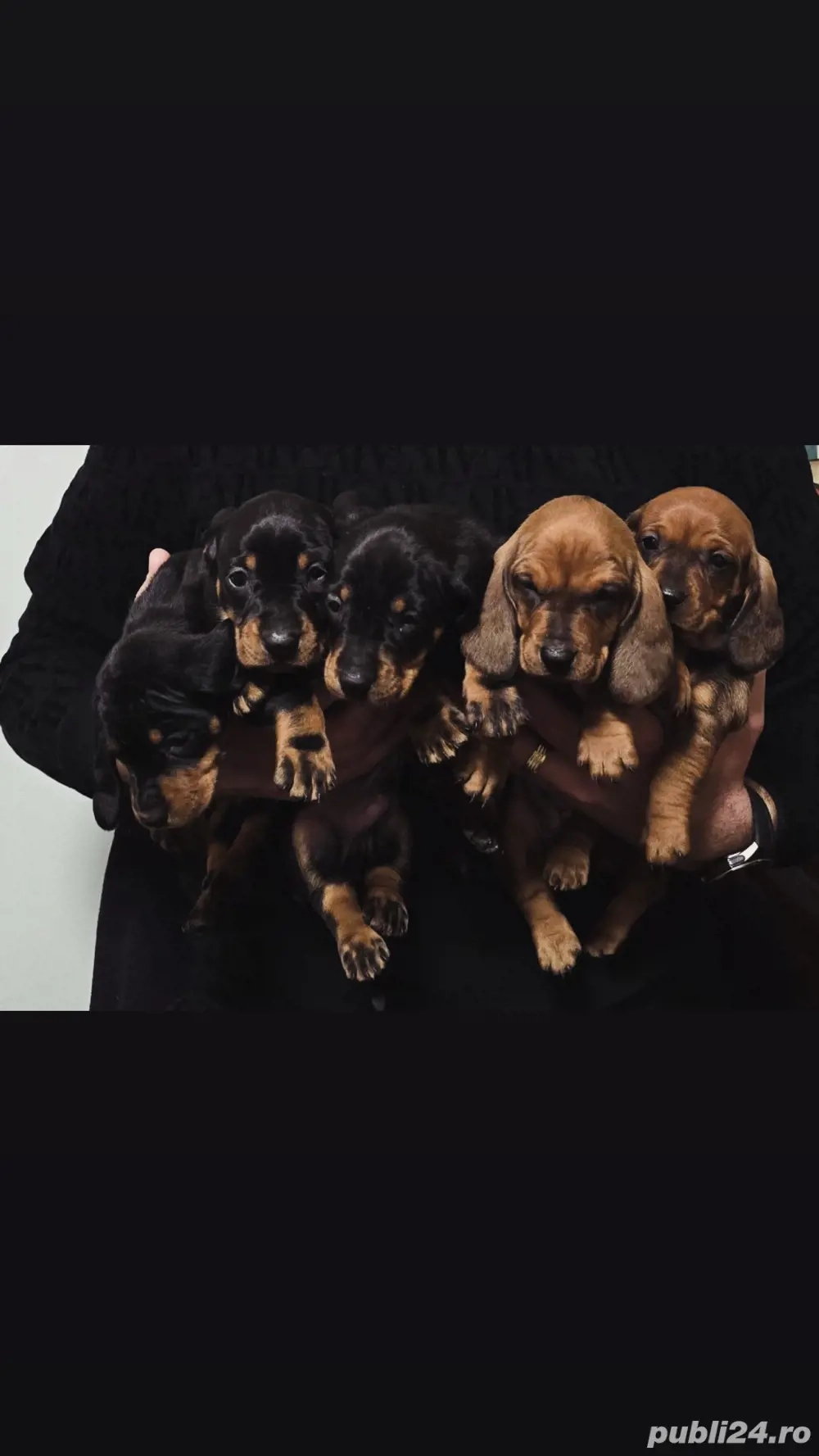 pui teckel tekel techel