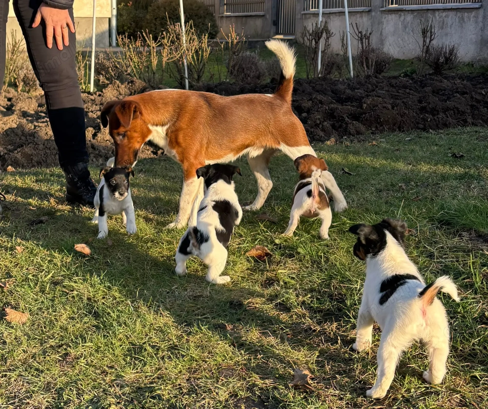 Cățelusi fox terrier