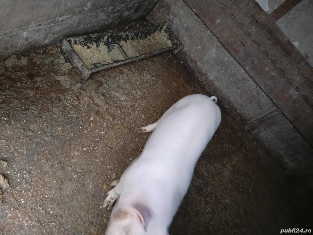 Scrofița marele alb aprox 55-60 kg