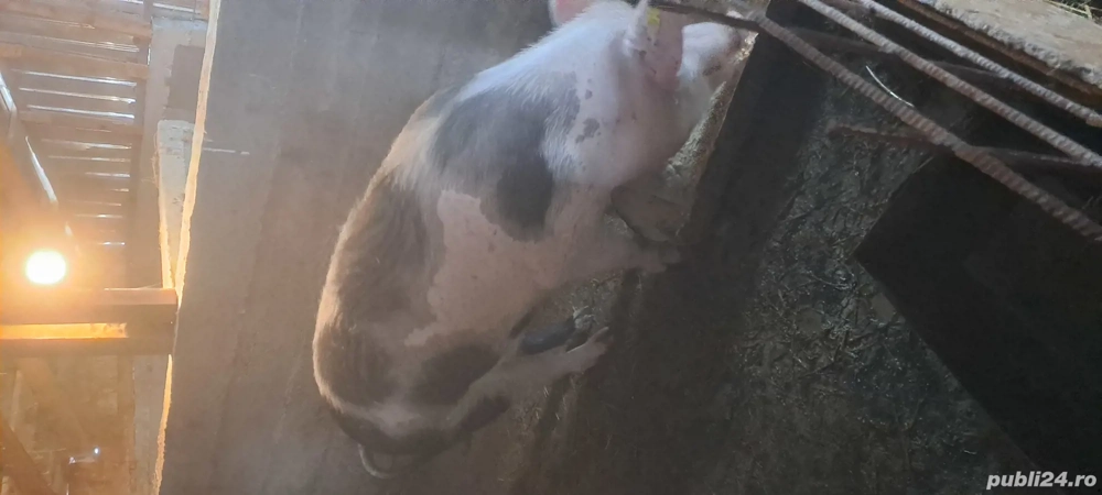 Vand purcea gestantă