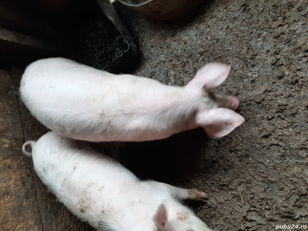 Vând purcei rasă de carne