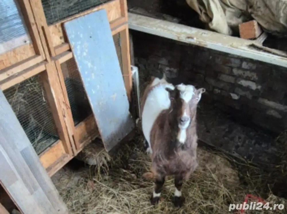 Tap de rasa mare de 2 ani