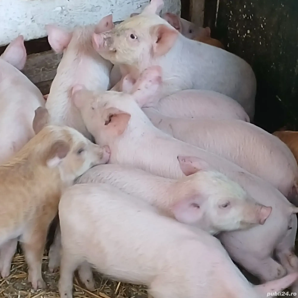 purcei 250 lei bucata 